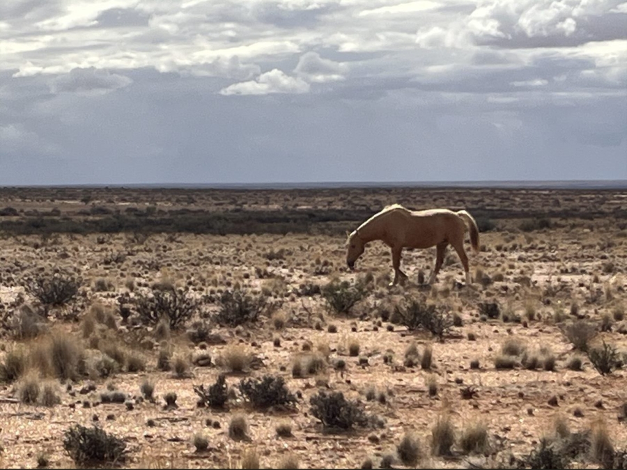1 Bedroom Property for Sale in Kenhardt Northern Cape